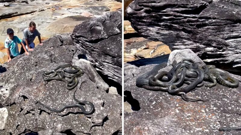 Watch: Tangled Ball of Mating Pythons Spotted in Australian National Park