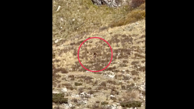 Watch: The Latest Bigfoot Video Comes From Rural Colorado