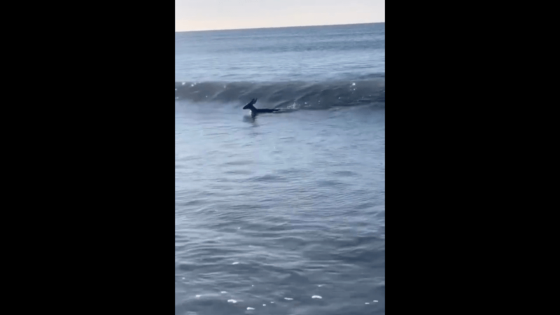 Watch This Deer Start Its Day By Catching Some Waves