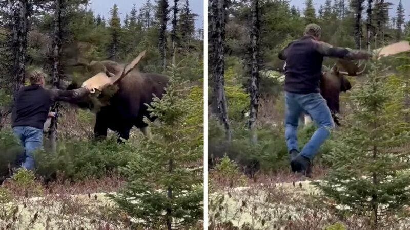 Watch: Unarmed Canadian Man Challenges a Bull Moose … and Wins?