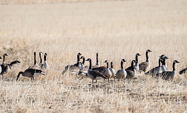 Waterfowl migration report: Hunting slows, but cold snap may pick things back up – Outdoor News