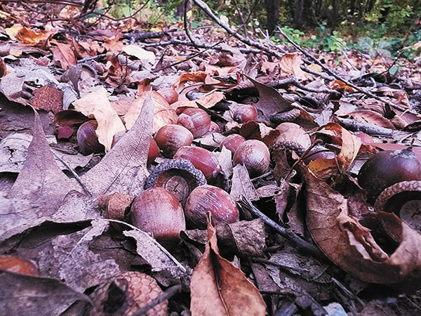 Wealth of acorns offers array of opportunities in the deer woods – Outdoor News