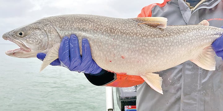 What a difference 9,000 days could make in Michigan’s Great Lakes fisheries with new consent decree – Outdoor News