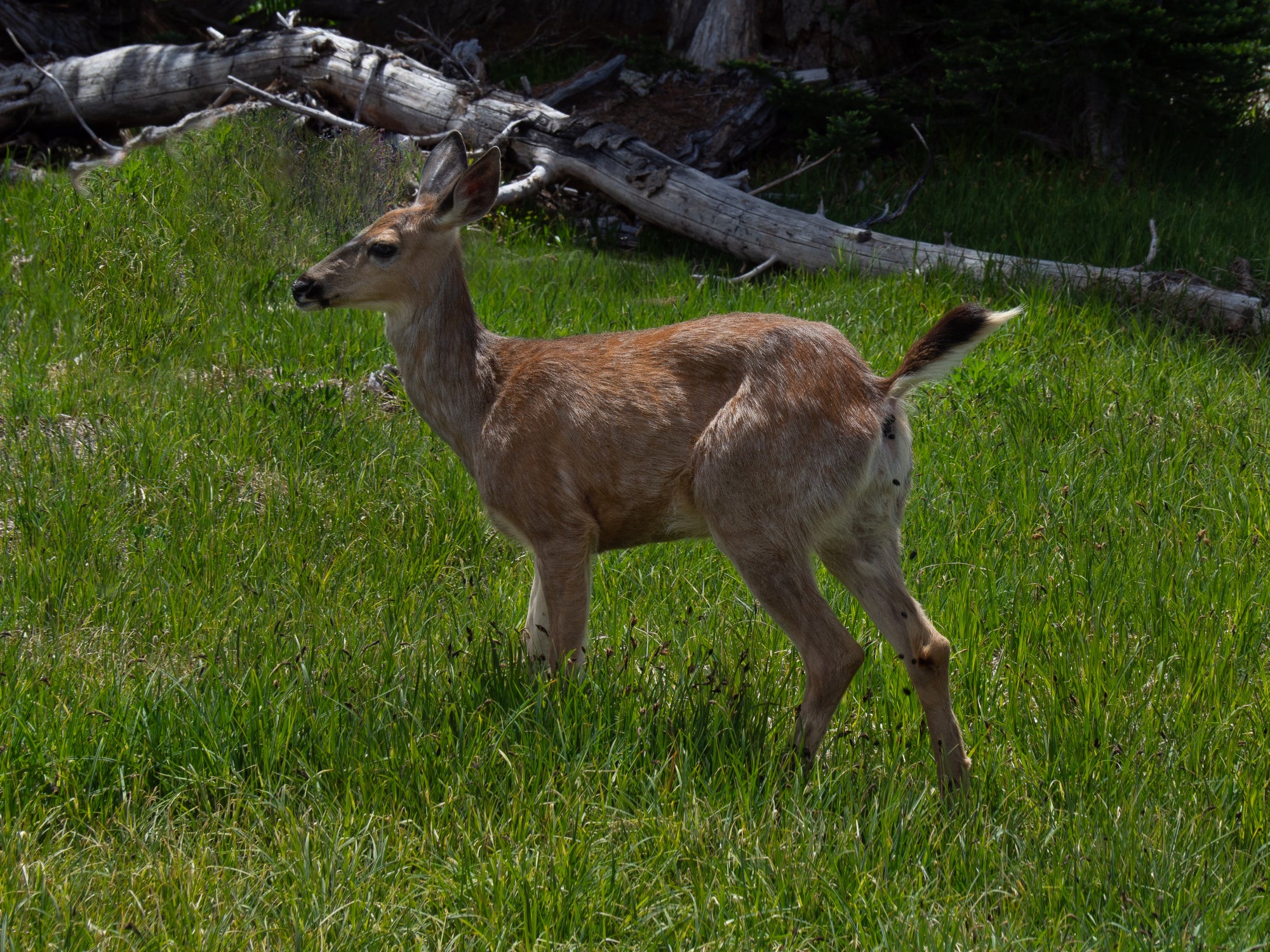 columbian blacktail deer popping