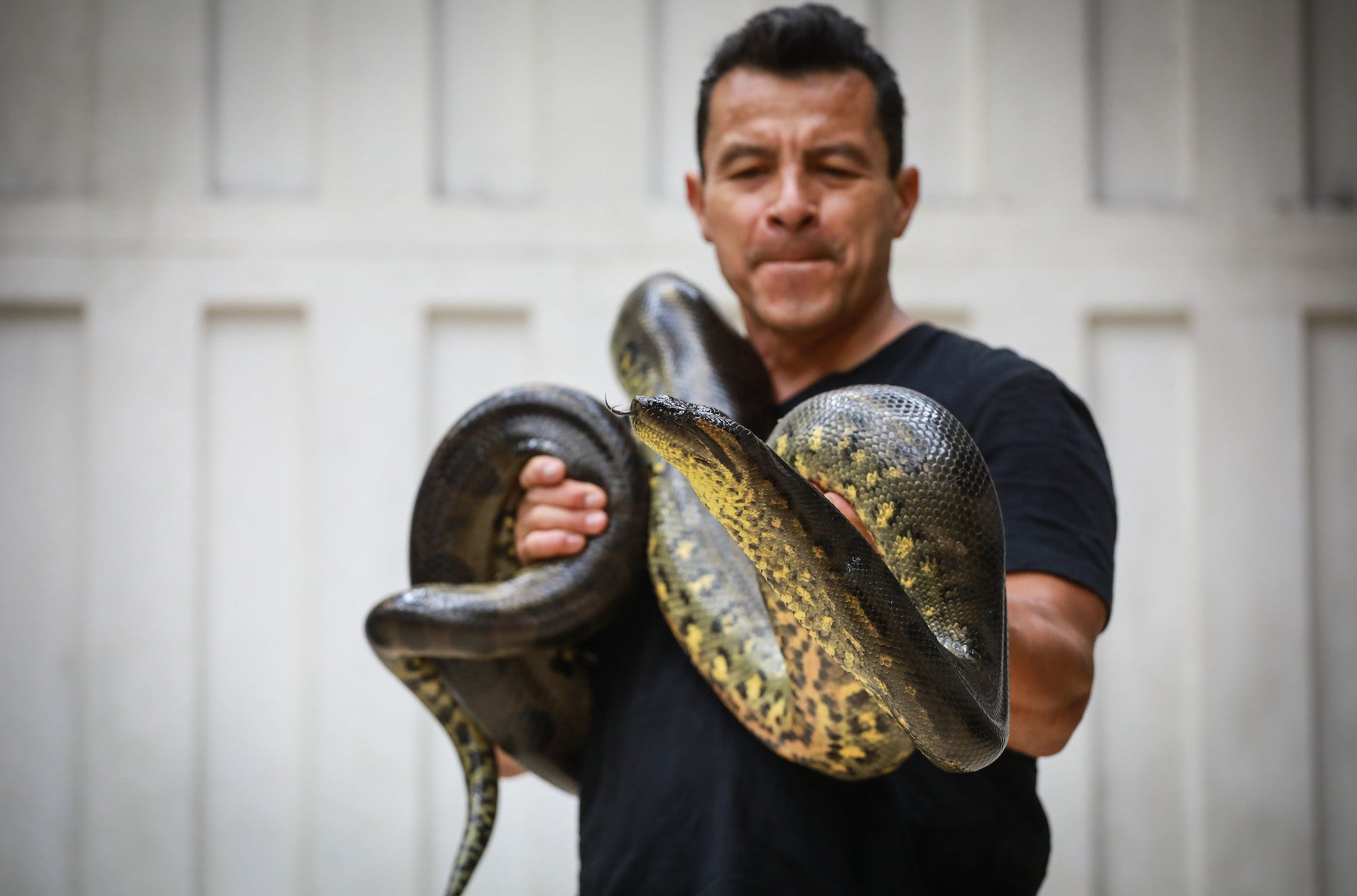 A man holds up a seven-year-old female python.