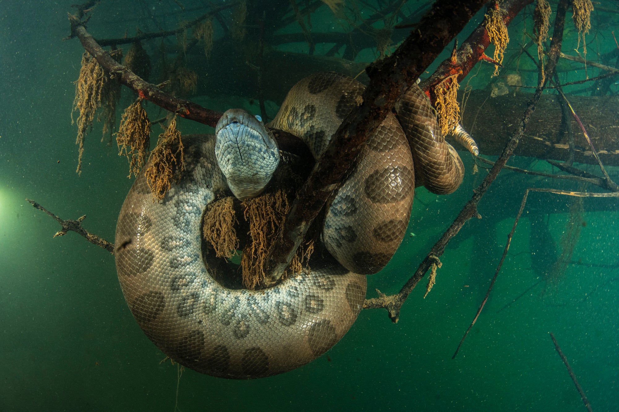 A green anaconda wraps around an underwater tree branch in Brazil's Rio Formoso.