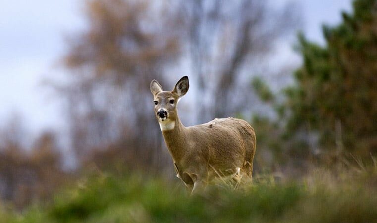 Whitetail cull in Pittsburgh’s Frick Park off to slow start – Outdoor News