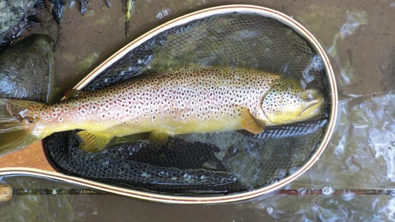 WI Daily Update: Important details for trout anglers – Outdoor News