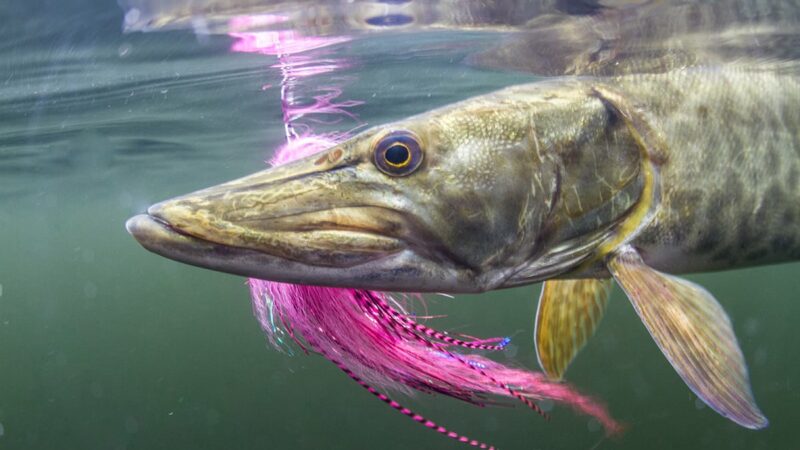 WI Daily Update: Muskies are biting, and here’s how anglers are catching them – Outdoor News