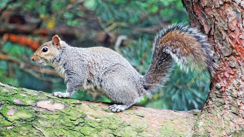 WI Daily Update: Shotgun or a .22 rifle for squirrels? Here’s a tip – Outdoor News