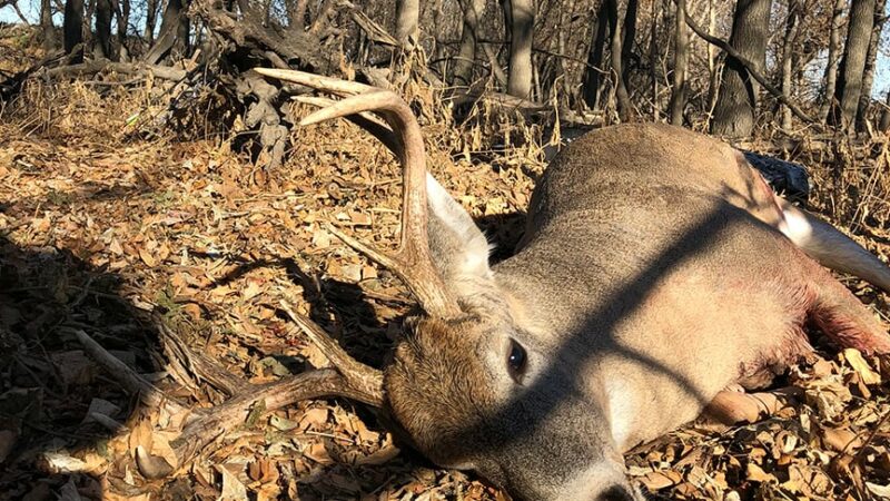 WI Daily Update: Some thoughts on finding archery deer success this October – Outdoor News