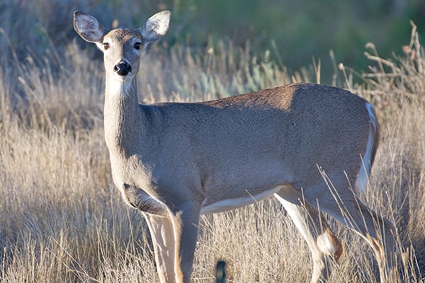 WI Daily Update: Test your deer for CWD this hunting season – Outdoor News