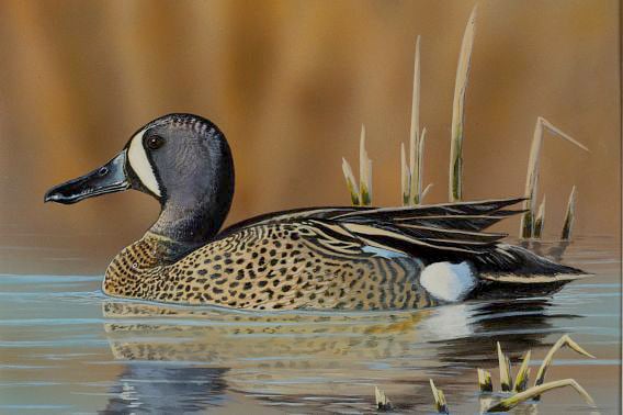 WI Daily Update: Turkey, pheasant, and waterfowl stamp design contest winners – Outdoor News