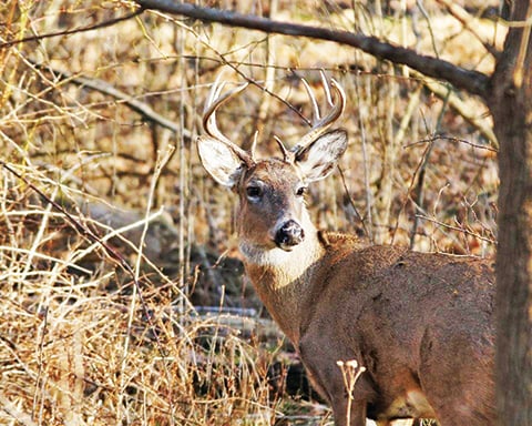 Will bucks of summer stick around for fall? Georgia study examines age-old question – Outdoor News