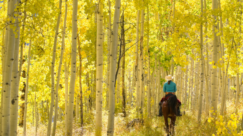 Yay or Neigh: Is It Proper Etiquette for Horses to Poop on Hiking Trails?