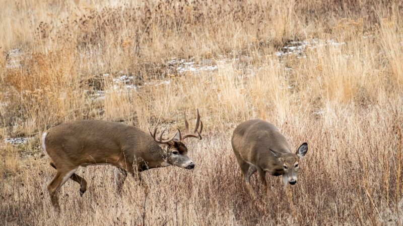 101 Best Deer Hunting Tips For the Rut