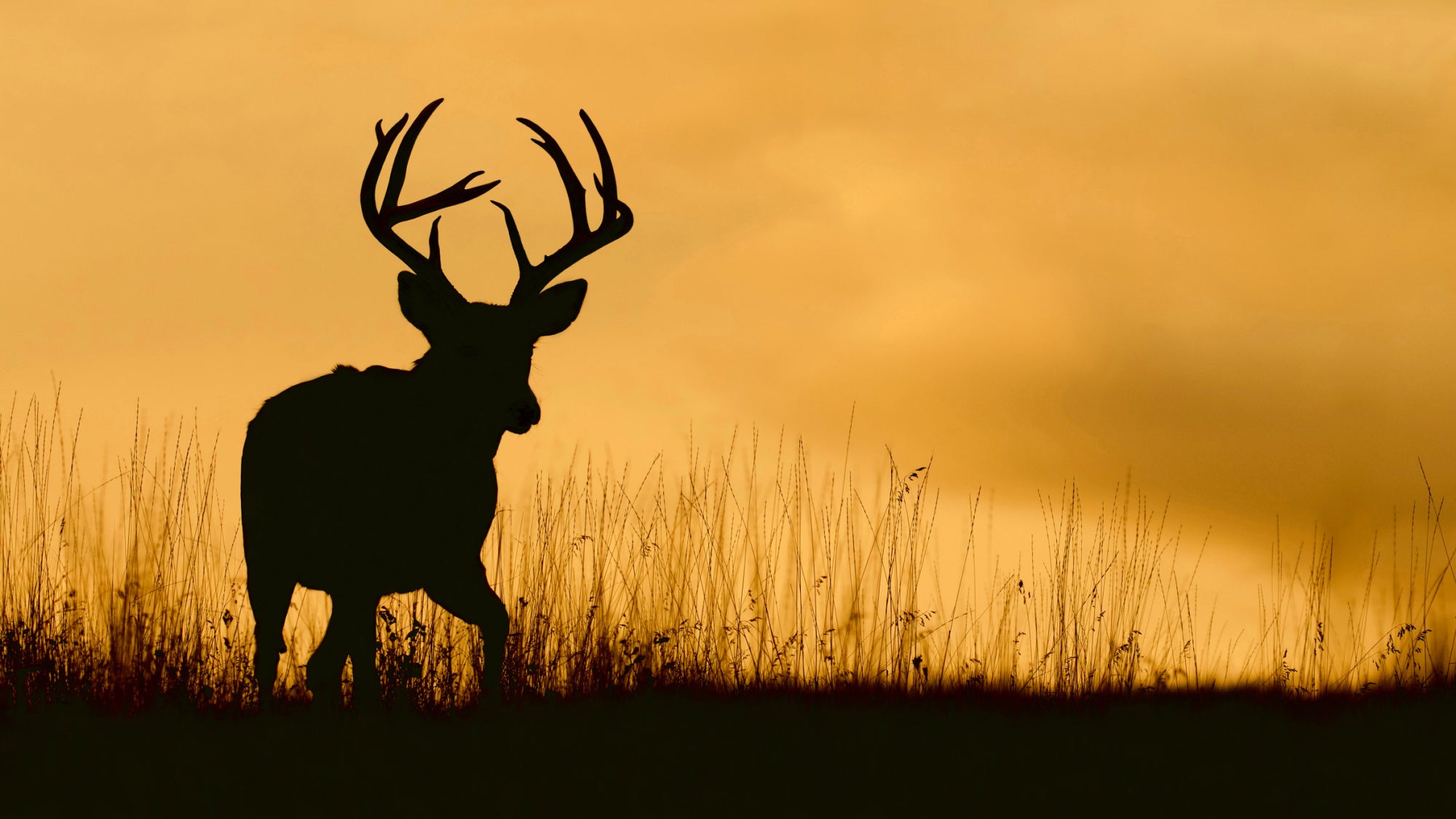 whitetail buck silhouetted against sunset