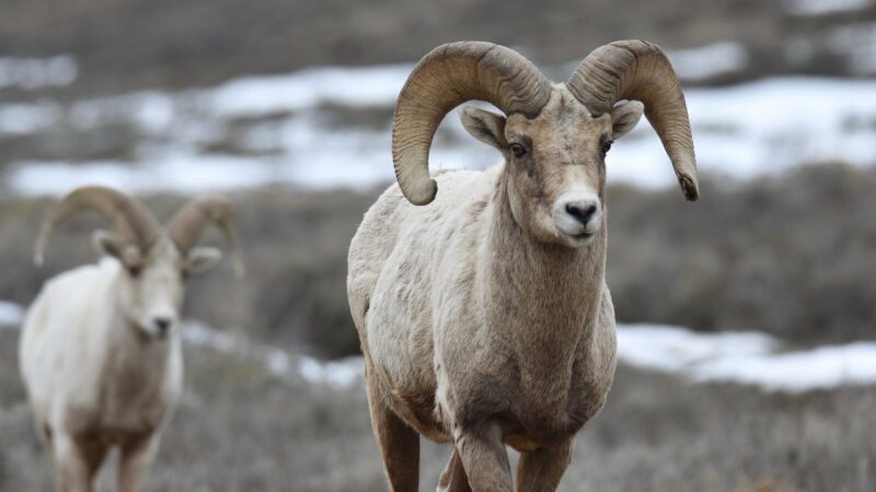 2 Bighorn Sheep Beheaded and Left to Rot in Canadian National Park