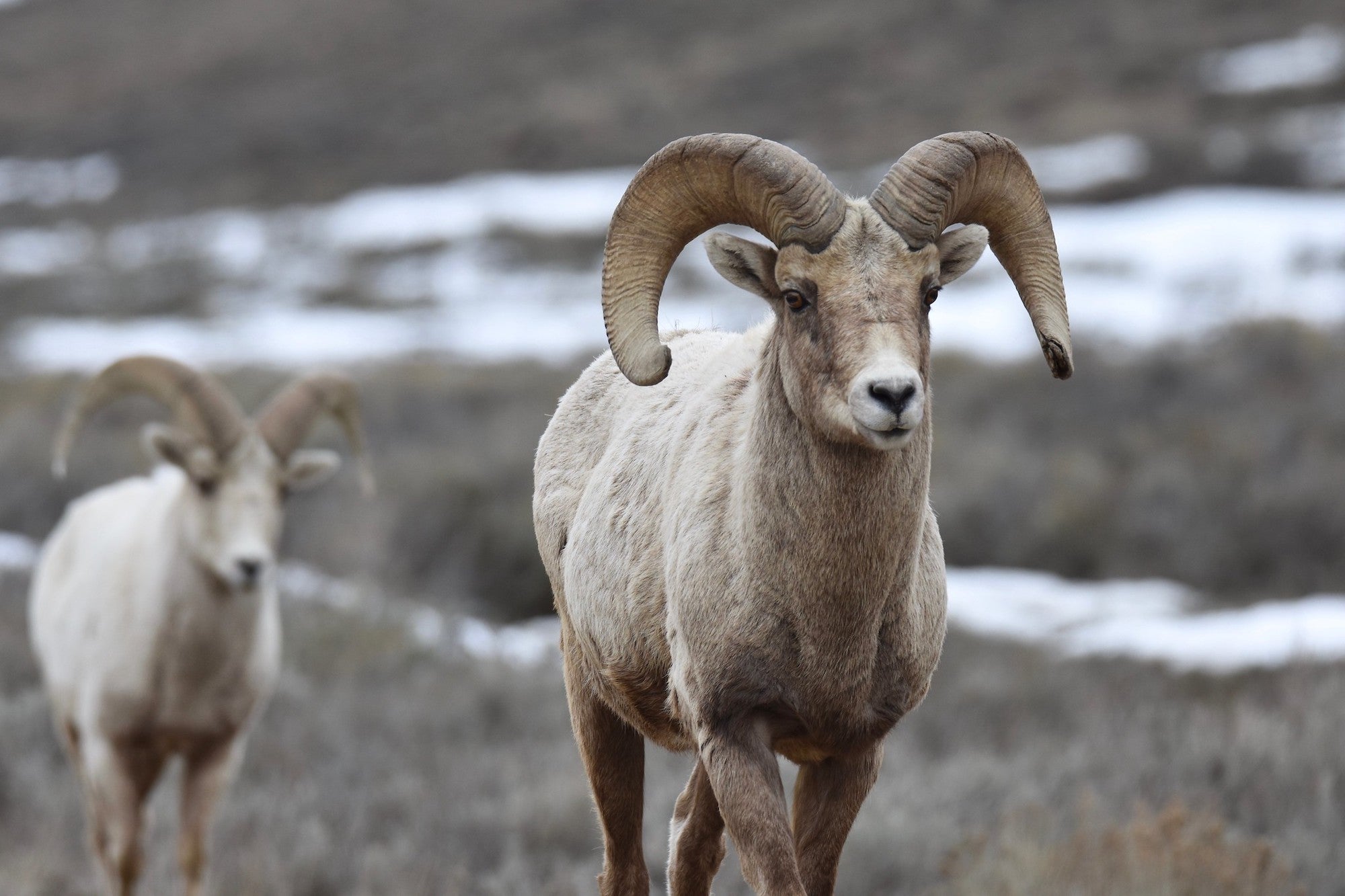 poachers headless bighorns national park