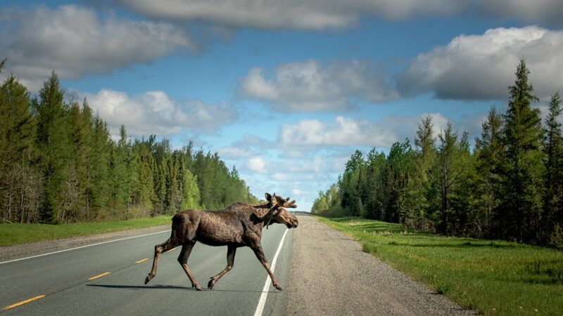 6 Moose Myths Busted by an Expert