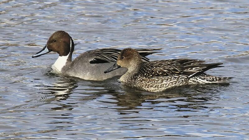 A conservation collaboration aims to better understand the population decline of northern pintails – Outdoor News