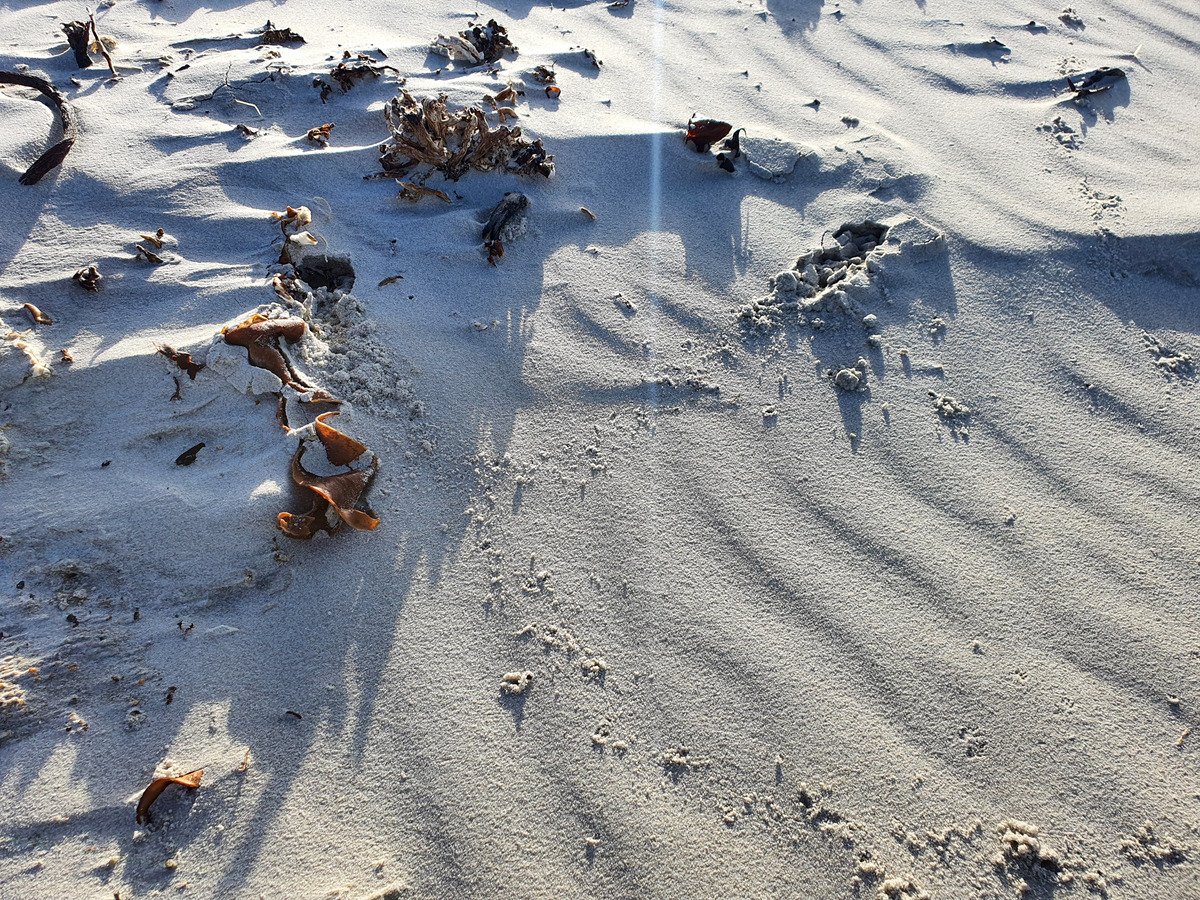 Golden-mole-sand-burrows-image 1