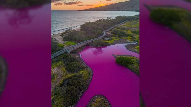 A Suddenly Pink Pond in Maui Has Scientists Stumped—Here’s the Theory