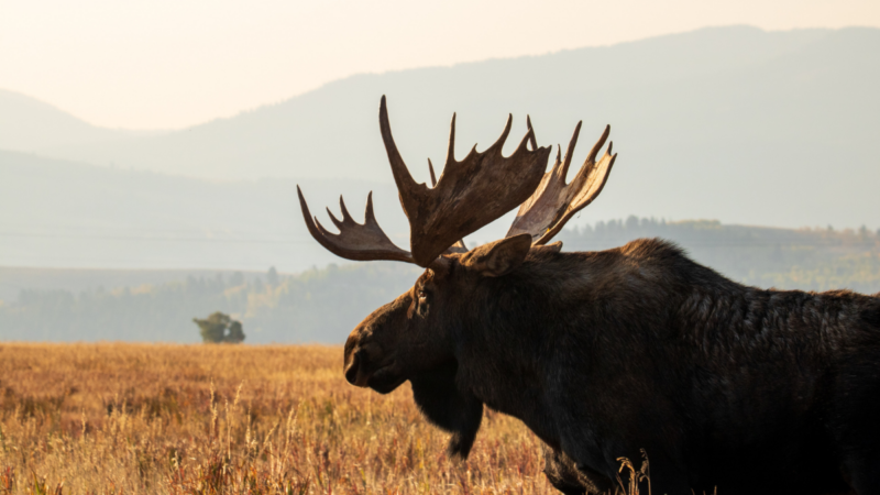 A Wildlife Photographer Captures a Massive Moose Providing an Unwanted ‘Car Wash’