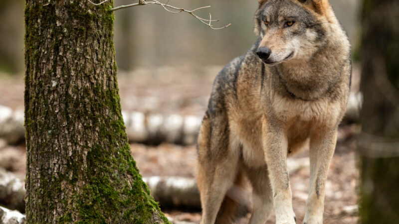 Abundant U.P. gray wolves angering hunters, farmers – Outdoor News