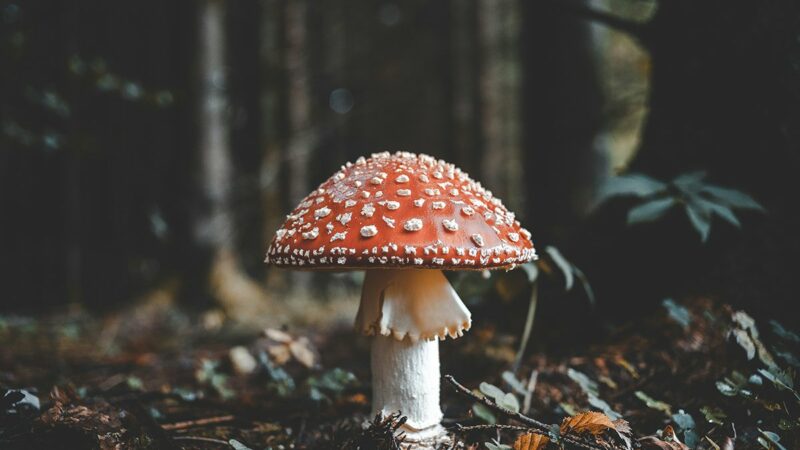 Adventurous Mushroom Foraging: How to Be Bold Without Being Careless