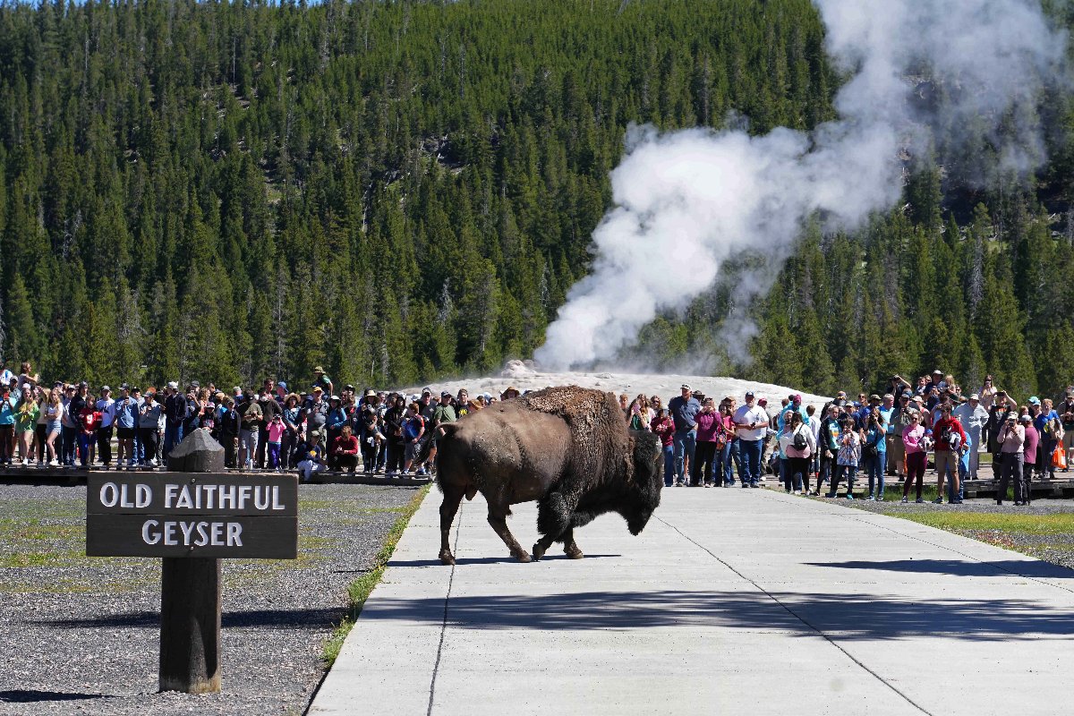 Yellowstone Tourist Trap
