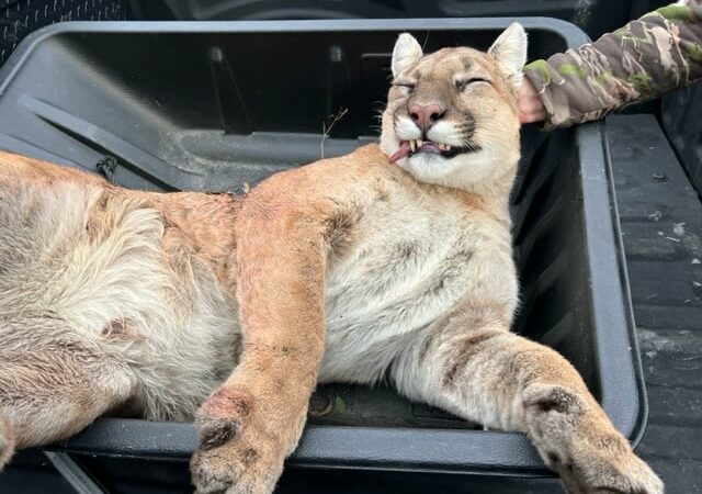 Archer in Buffalo County, Wis., shoots cougar after fearing for his safety while deer hunting – Outdoor News