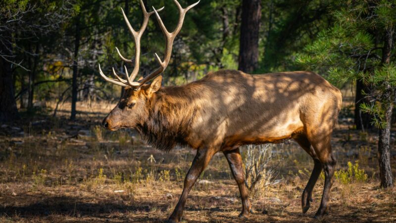 Arizona Woman Trampled to Death by an Elk in Her Backyard