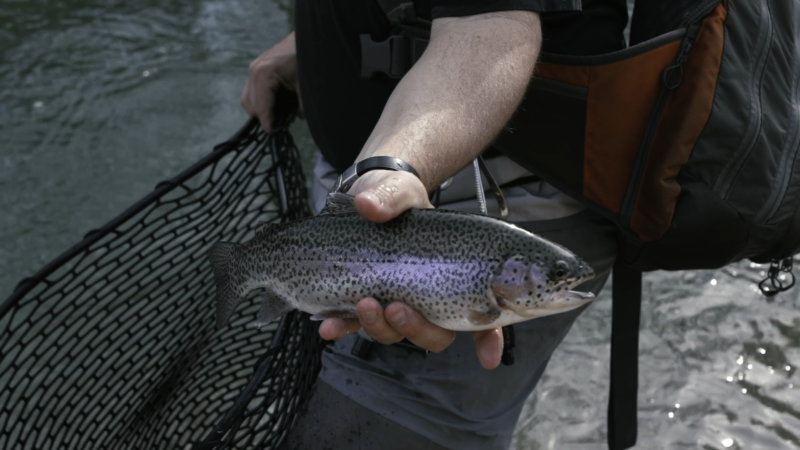 Arkansas Trout Fishing: Often Overlooked Always Astonishing