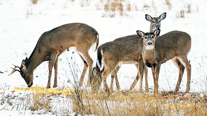 Baiting of whitetails is a persistent offense in Minnesota – Outdoor News