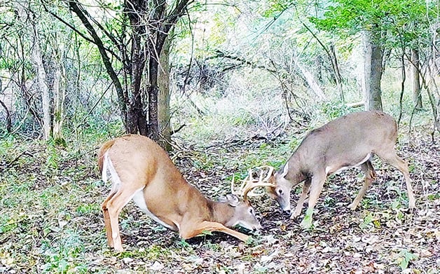 Battle of the bucks: Now is the time to put those tines together – Outdoor News