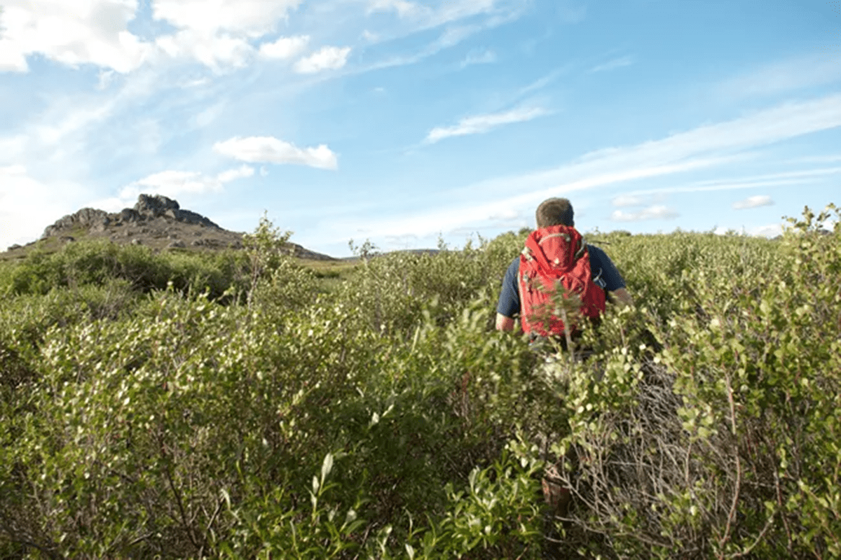 bear-grylls-tips-for-foraging-in-arctic