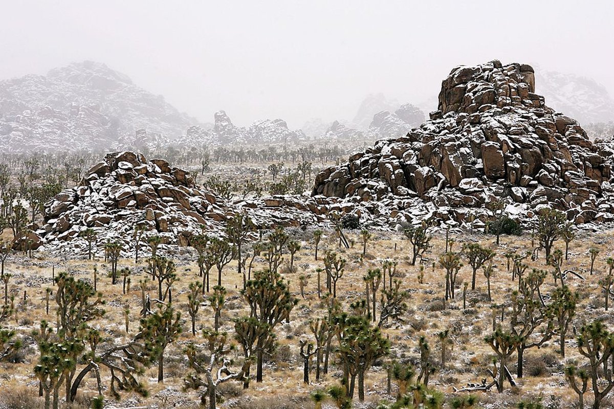 best-things-to-do-in-joshua-tree-winter