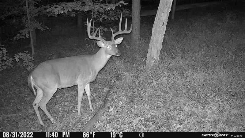 Black Friday Deals on Trail Cameras: Tactacam, SpyPoint, and Cuddeback