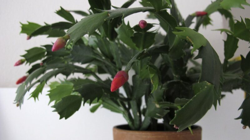 Bring the Outdoors in with a Christmas Cactus—But Why Is It Called a Christmas Cactus?