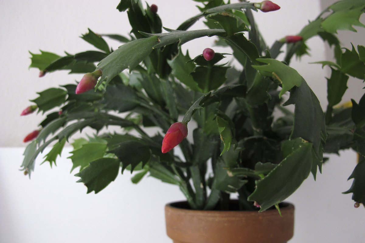 why-is-it-called-a-christmas-cactus