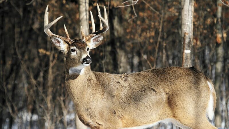 Call it a comeback? Minnesota’s firearms deer harvest bounces back a bit after rough opening weekend – Outdoor News