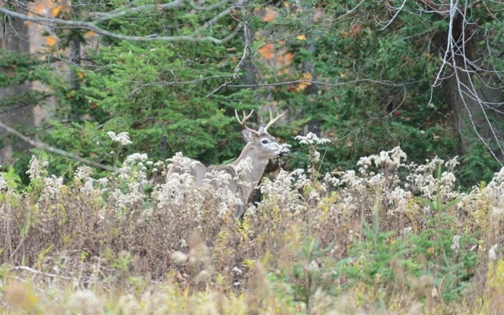 CWD detected in buck shot near Wabasha in southeastern Minnesota surveillance zone – Outdoor News