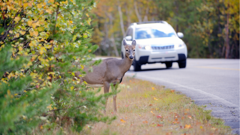 Daylight Saving Time Ends This Weekend – and That Means an Increased Risk for Collisions With Wildlife