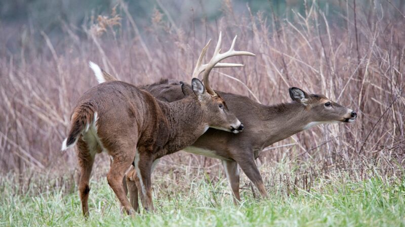 DEC encourages antlerless deer harvest, safety as New York’s Southern Zone hunters start Nov. 18 – Outdoor News