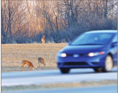 Deer, automobile crashes more prevalent in the fall – Outdoor News