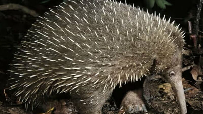 ‘Extinct’ Species Lives: Sir David’s Long-Beaked Echidna Spotted for First Time in 60 Years