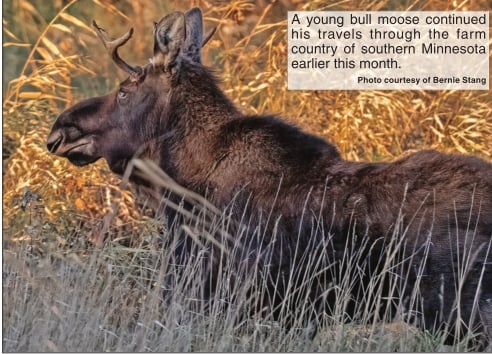 Facebook group continues to track wandering moose in Minnesota – Outdoor News