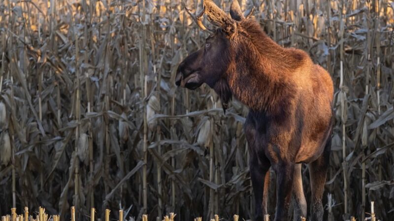 Facebook group tracks moose still roaming in southern, central Minnesota – Outdoor News