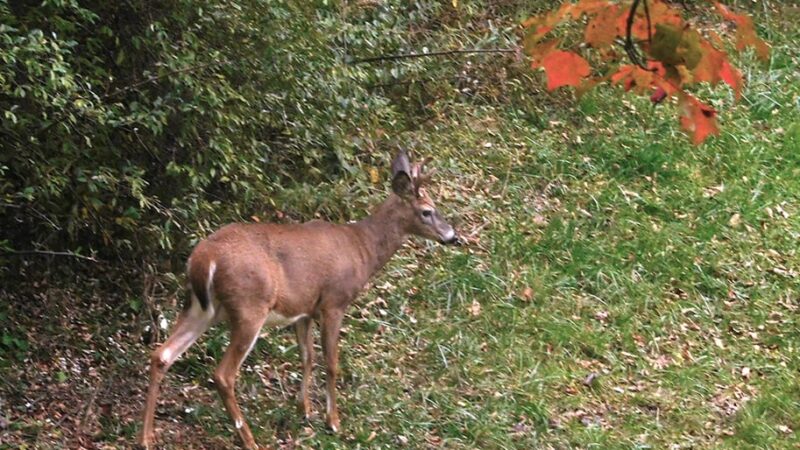 Federal funding for research a good step toward keeping CWD at bay – Outdoor News